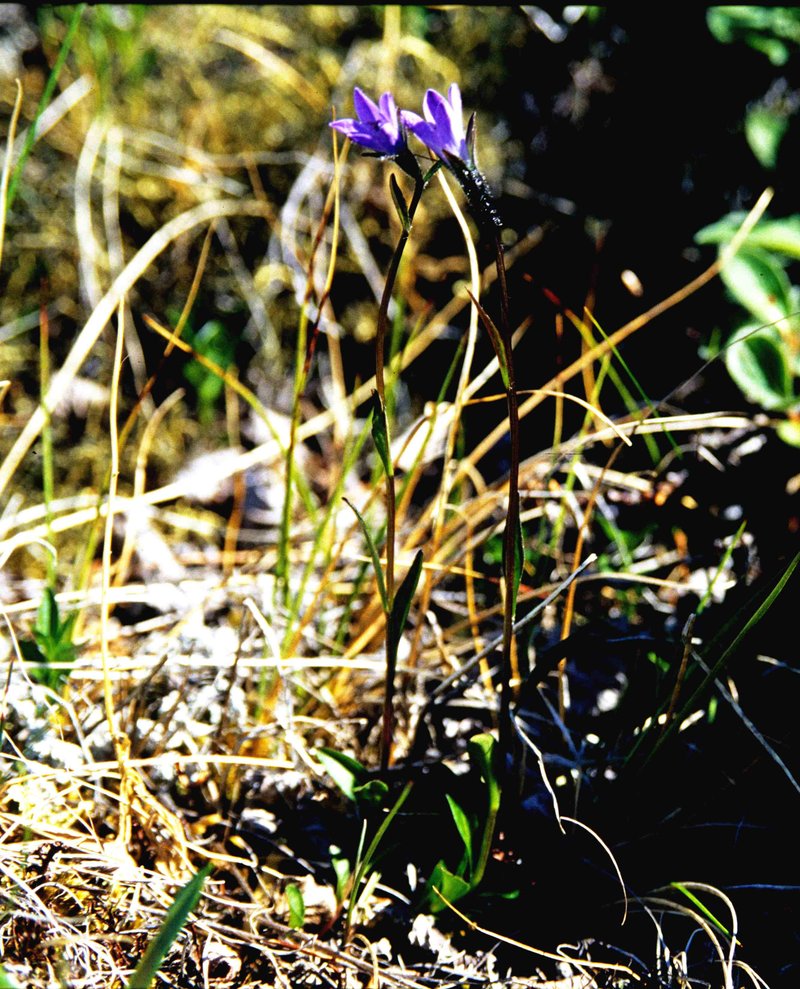 Arctic Bellflower photo 7