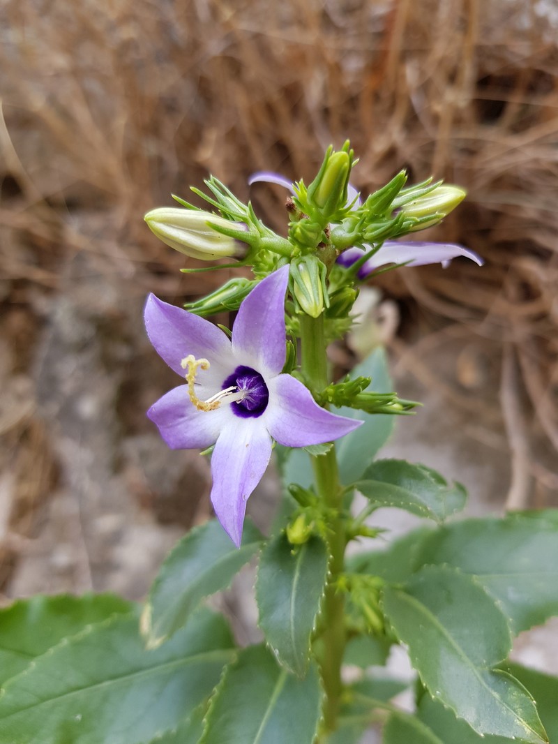 Campanula versicolor subsp. versicolor