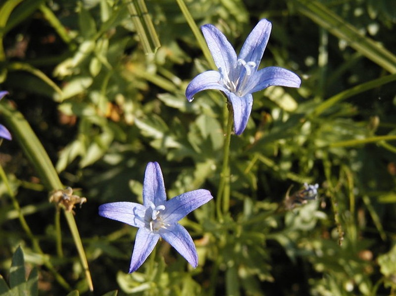 Wilkins' Bellflower photo 2