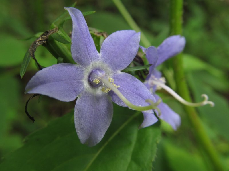 American Bellflower