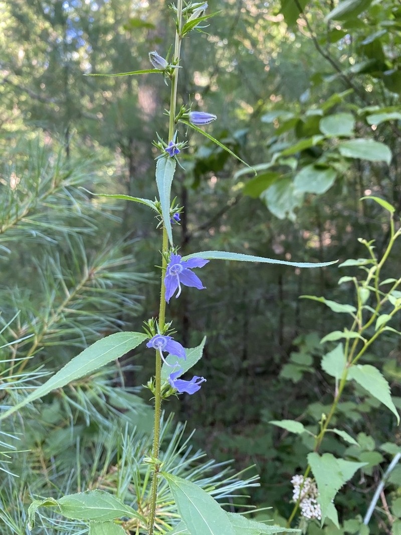 American Bellflower
