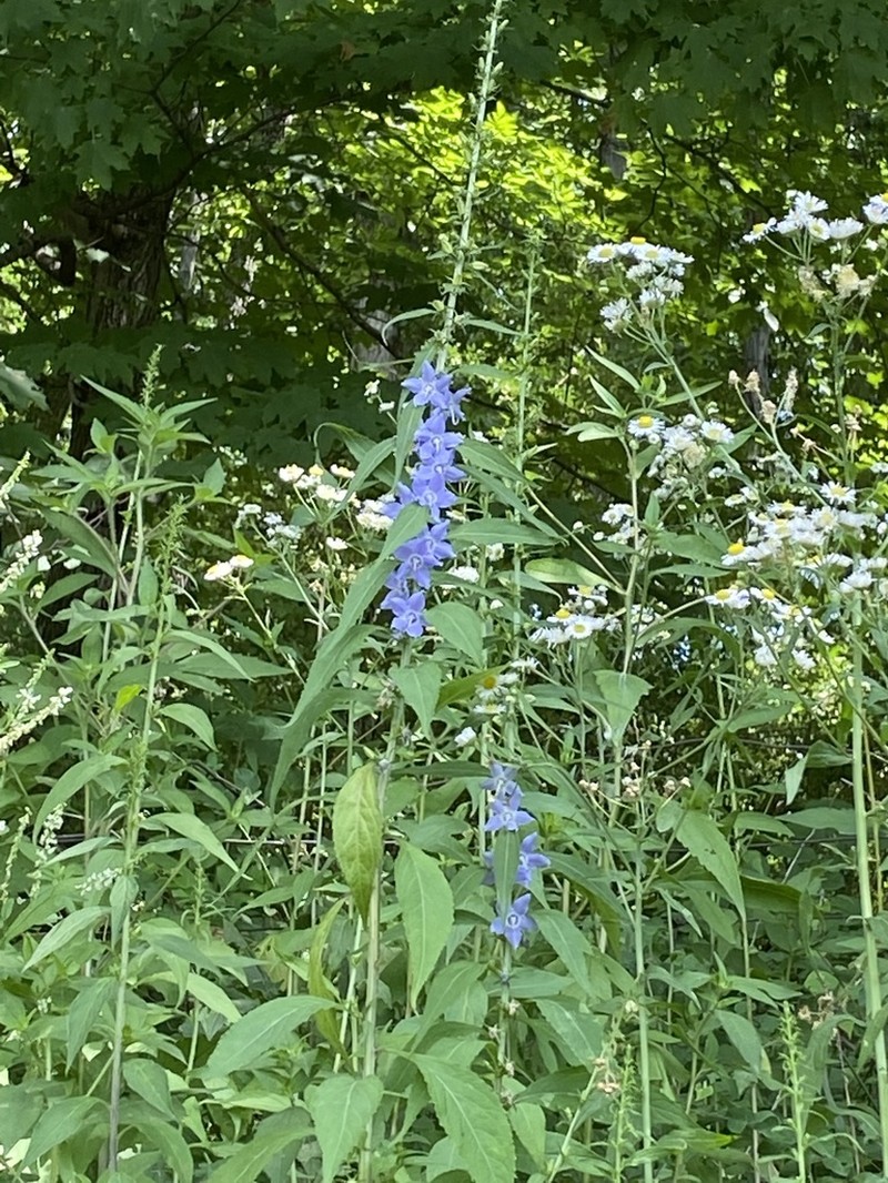 American Bellflower photo 2