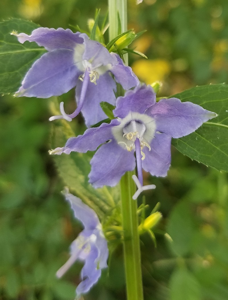 American Bellflower photo 3