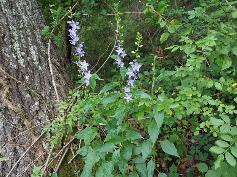 American Bellflower photo 5