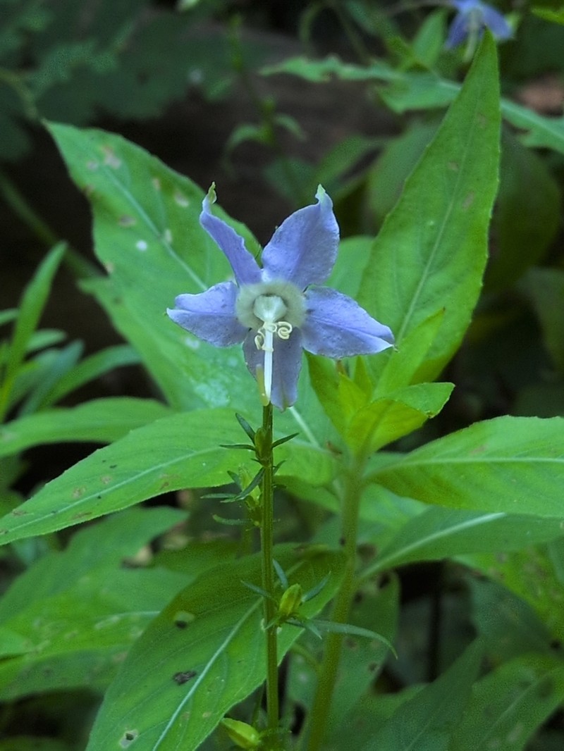 American Bellflower photo 6
