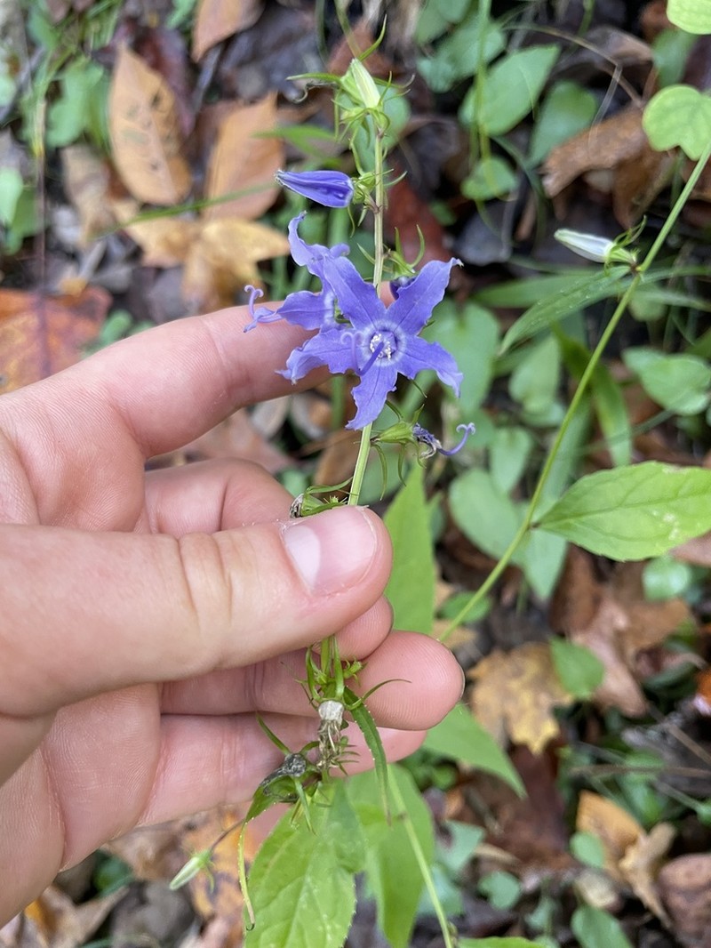 American Bellflower photo 7