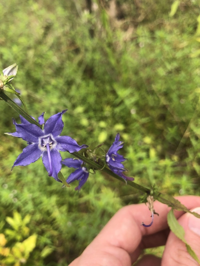 American Bellflower photo 8
