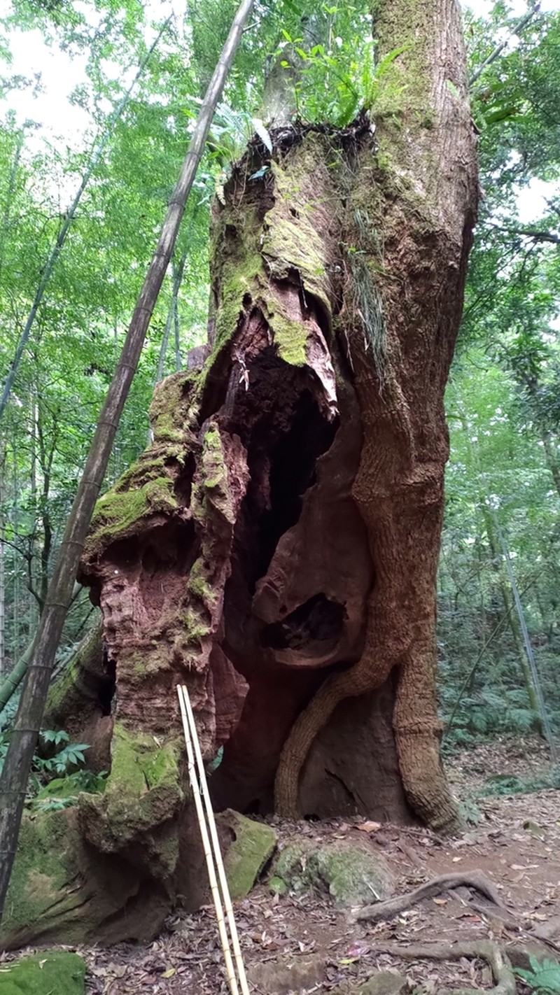 Camphora kanahirae