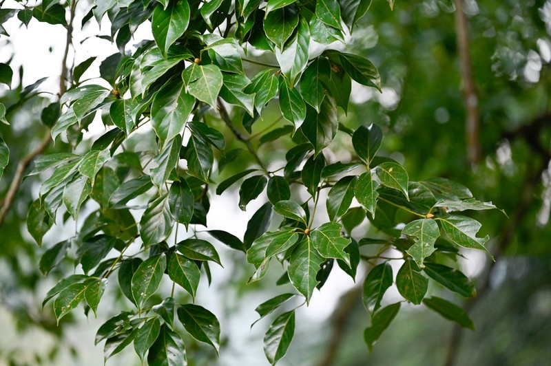 Camphora kanahirae photo 3