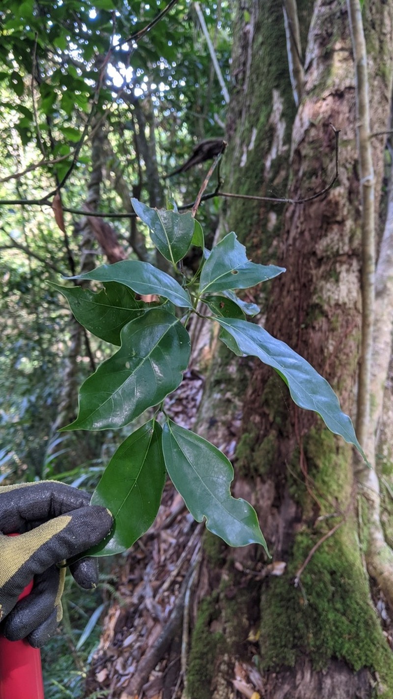 Camphora kanahirae photo 4