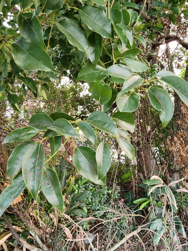 Camphora kanahirae photo 5