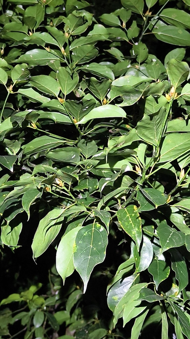 Camphora kanahirae photo 6