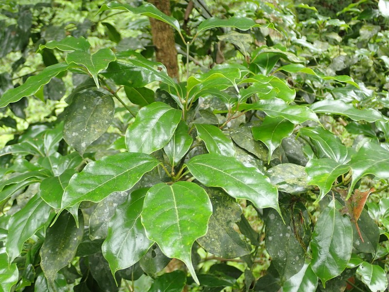 Camphora kanahirae photo 8
