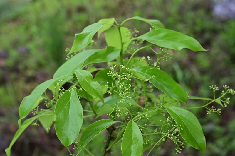 Camphora longepaniculata