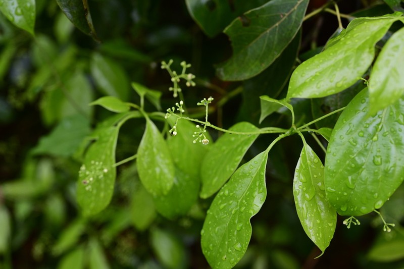 Camphora longepaniculata photo 2
