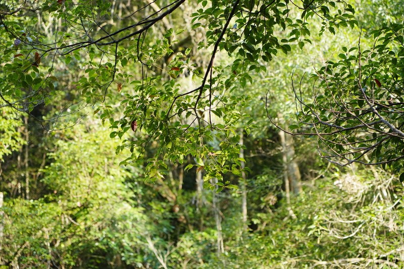 Camphora micrantha