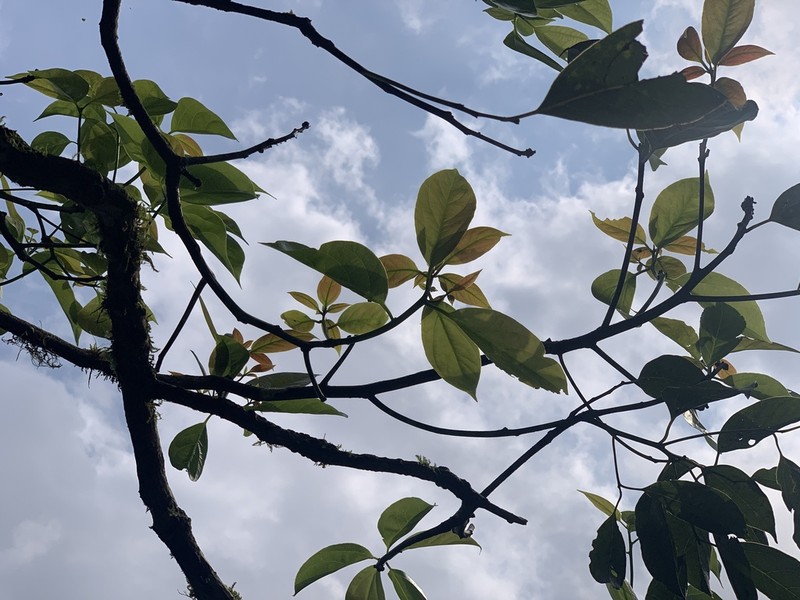 Camphora micrantha photo 3