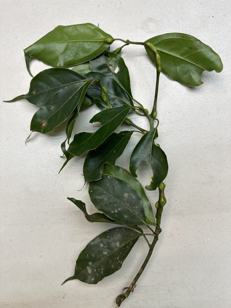 Camphora micrantha photo 4