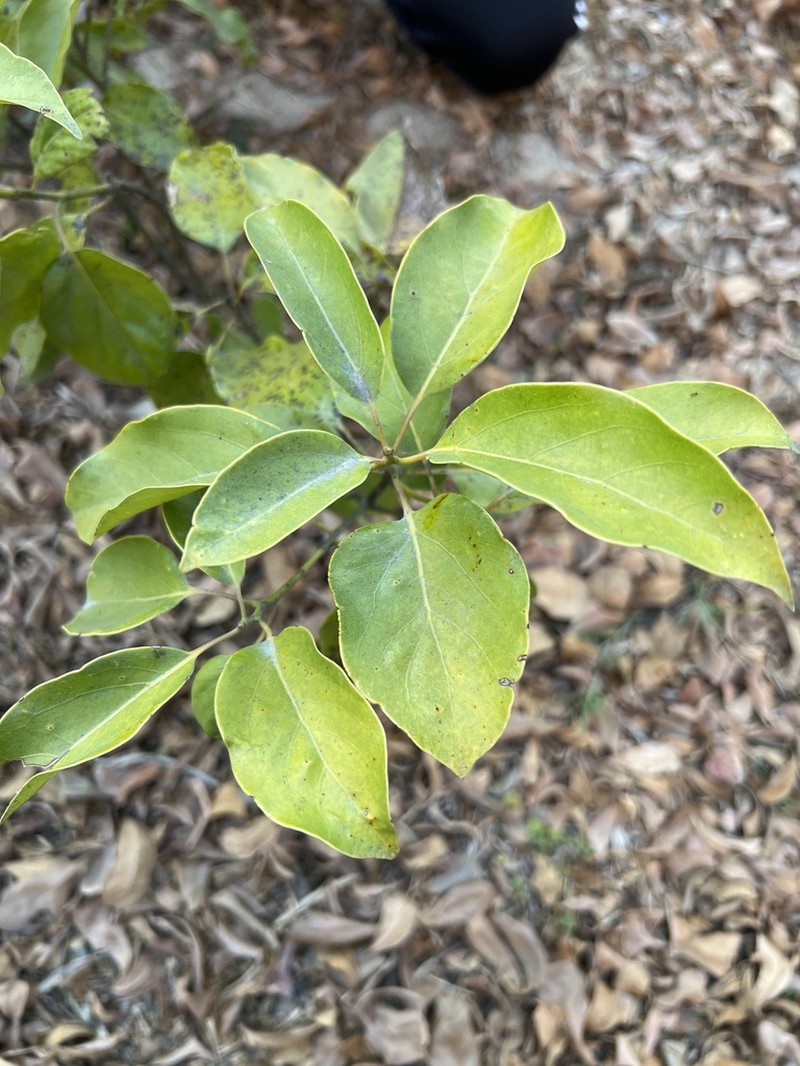 Camphora micrantha photo 5