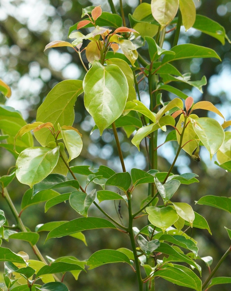 Camphora micrantha photo 6