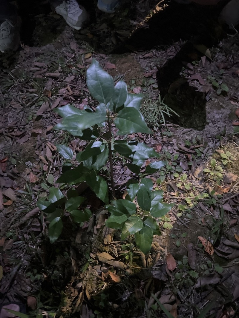 Camphora micrantha photo 7