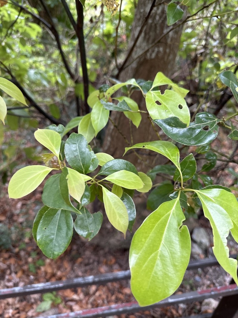 Camphora micrantha photo 8