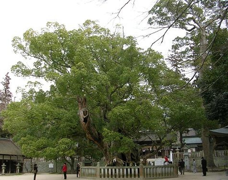 Camphortree