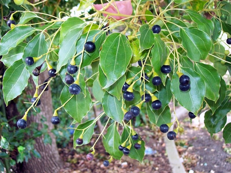 Camphortree photo 6