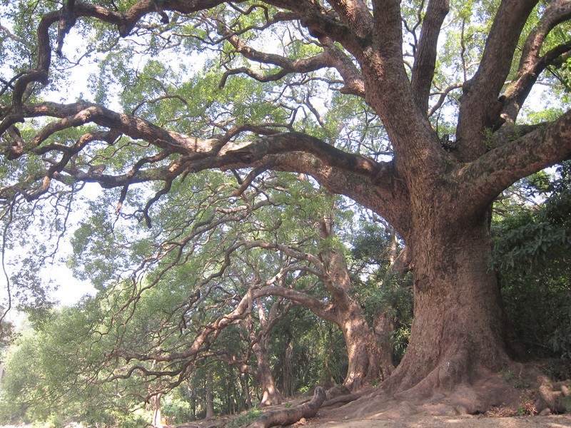 Camphortree photo 7