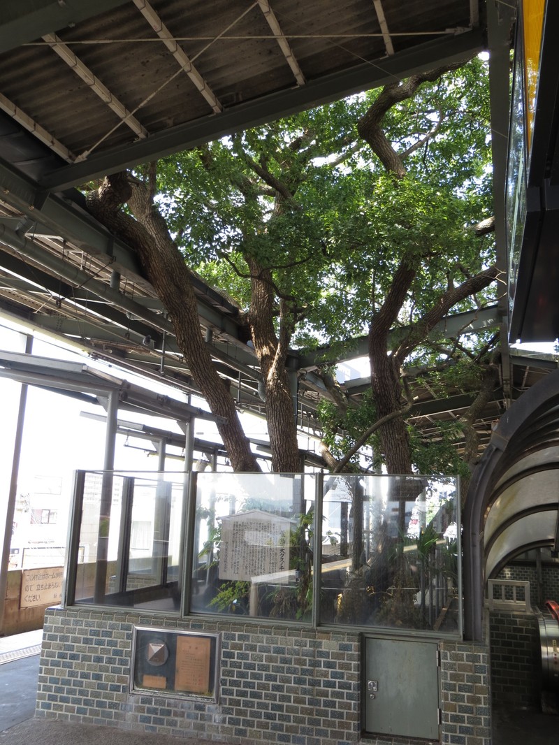 Camphortree photo 8