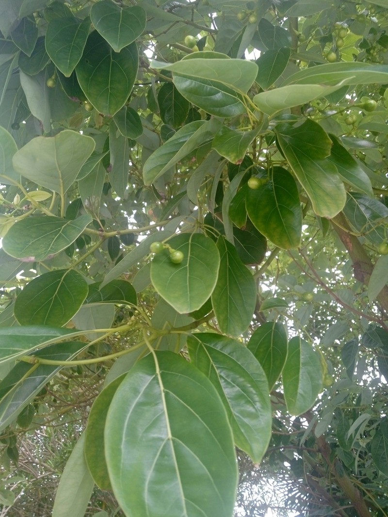 Camphora platyphylla