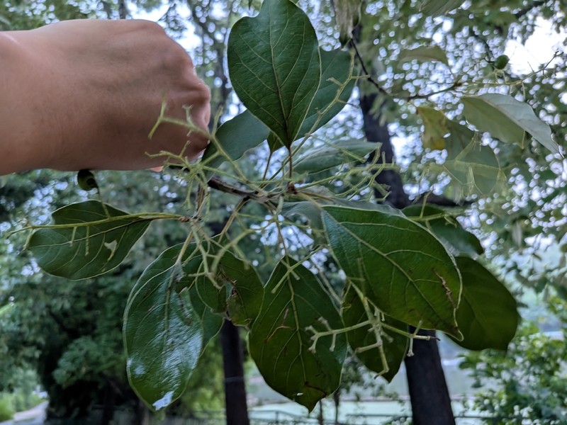 Camphora platyphylla photo 2