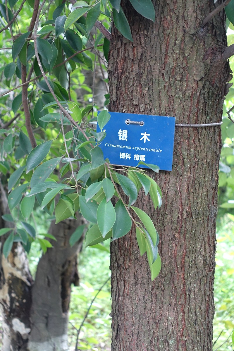 Camphora septentrionalis