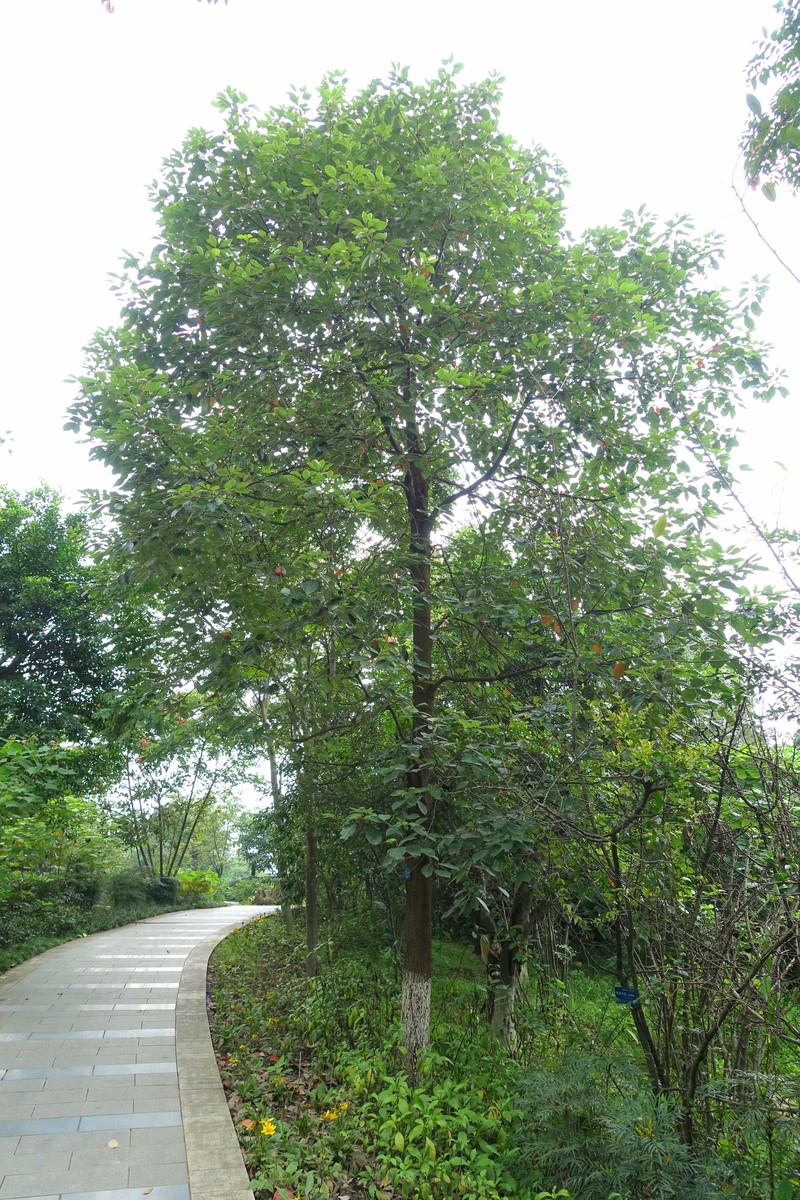 Camphora septentrionalis photo 2