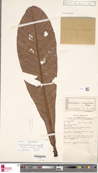 Campnosperma