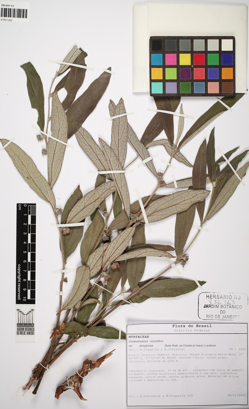 Campomanesia sessiliflora var. lanuginosa