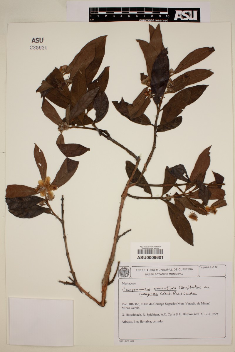 Campomanesia sessiliflora var. lanuginosa photo 2