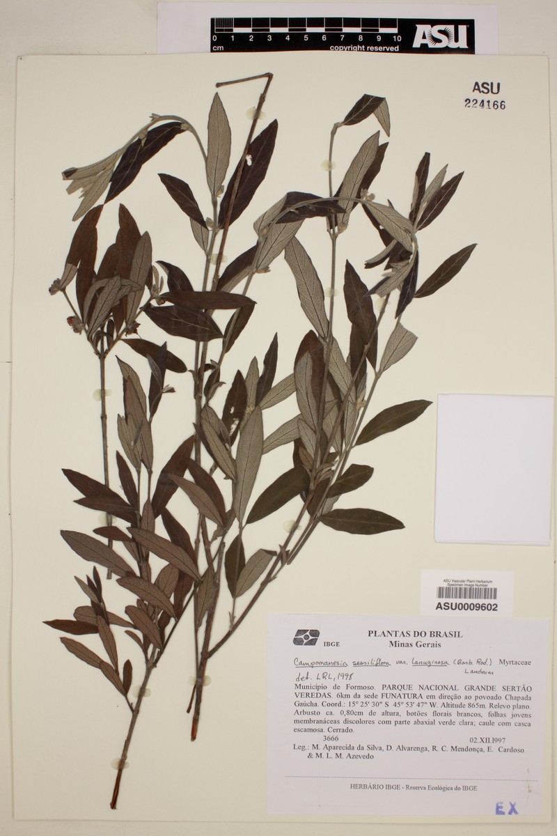 Campomanesia sessiliflora var. lanuginosa photo 3