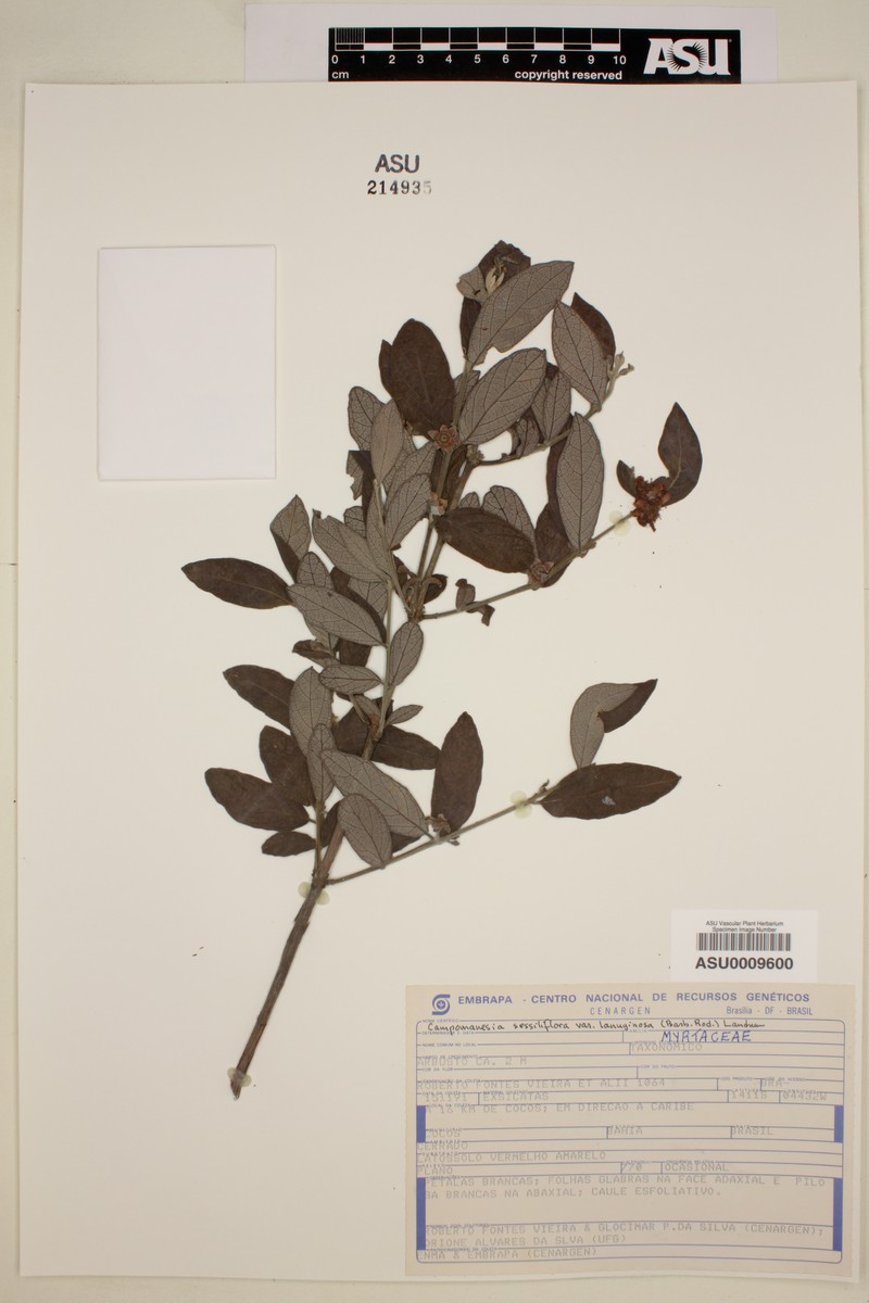 Campomanesia sessiliflora var. lanuginosa photo 4