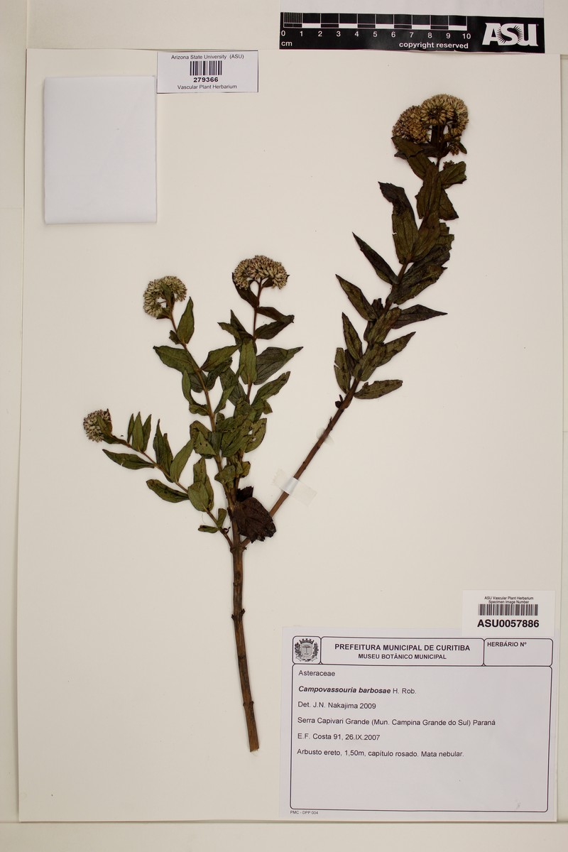 Campovassouria barbosae