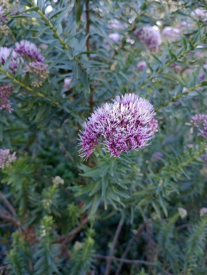 Campovassouria cruciata
