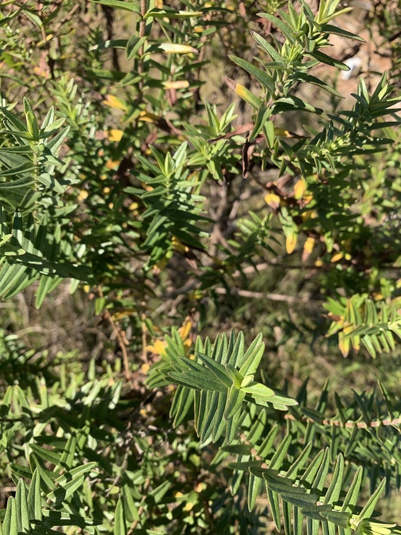 Campovassouria cruciata photo 2