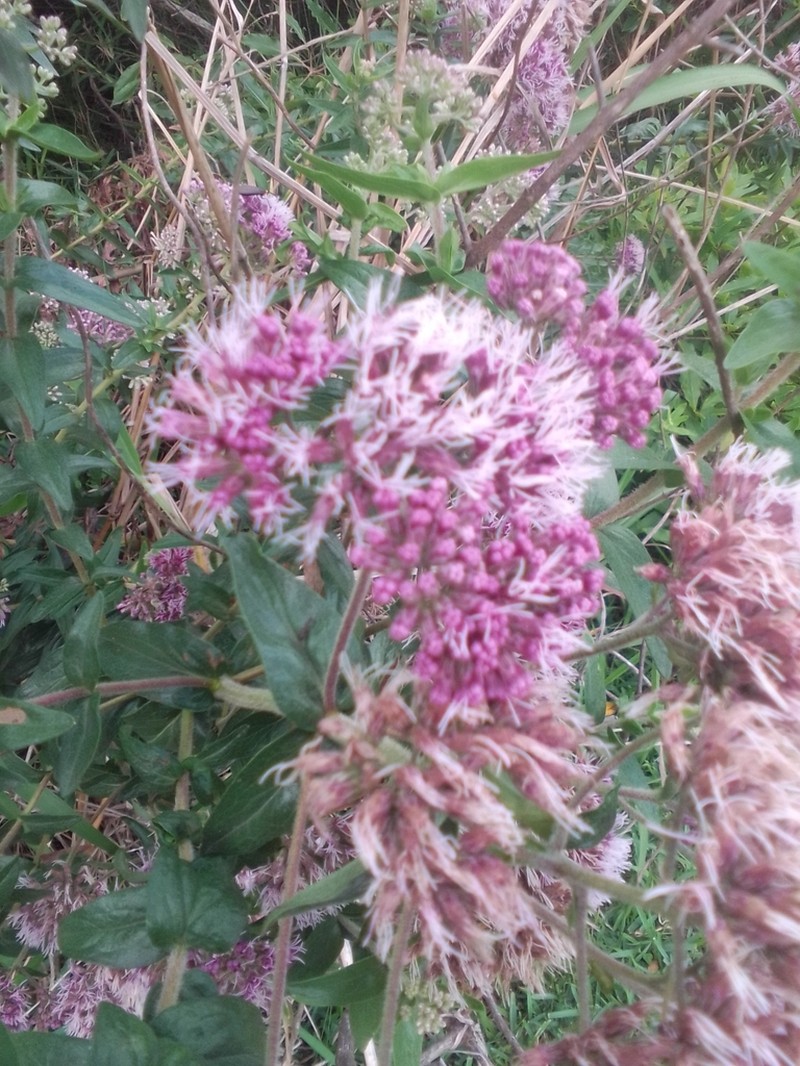 Campovassouria cruciata photo 3