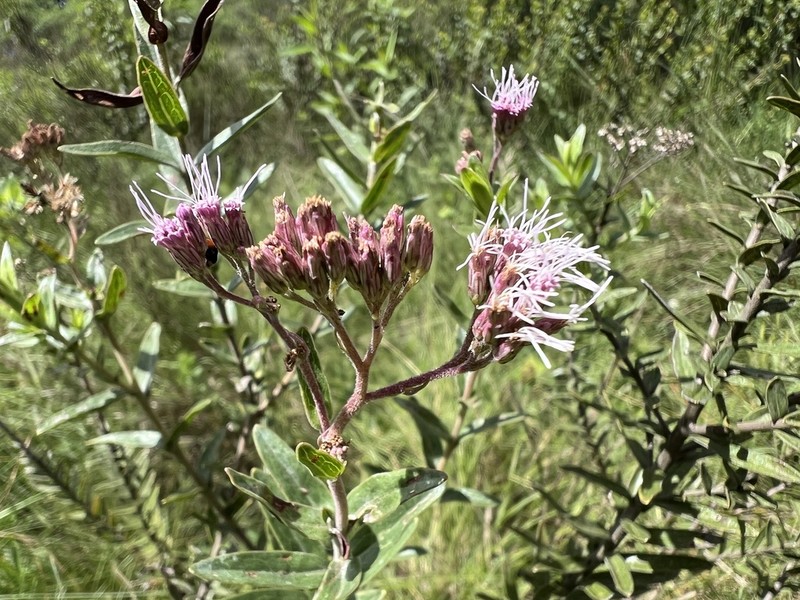 Campovassouria cruciata photo 4