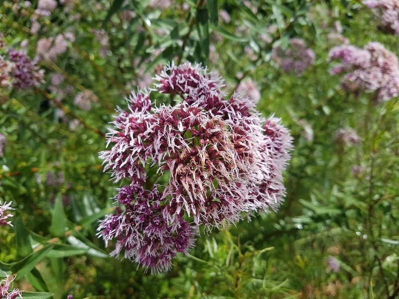 Campovassouria cruciata photo 5