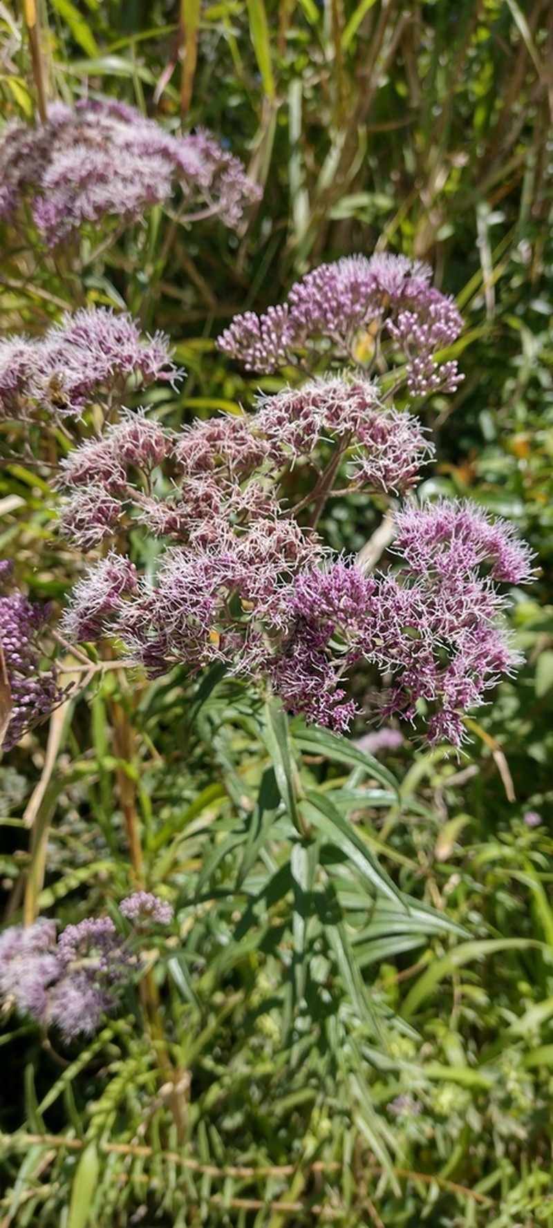 Campovassouria cruciata photo 7