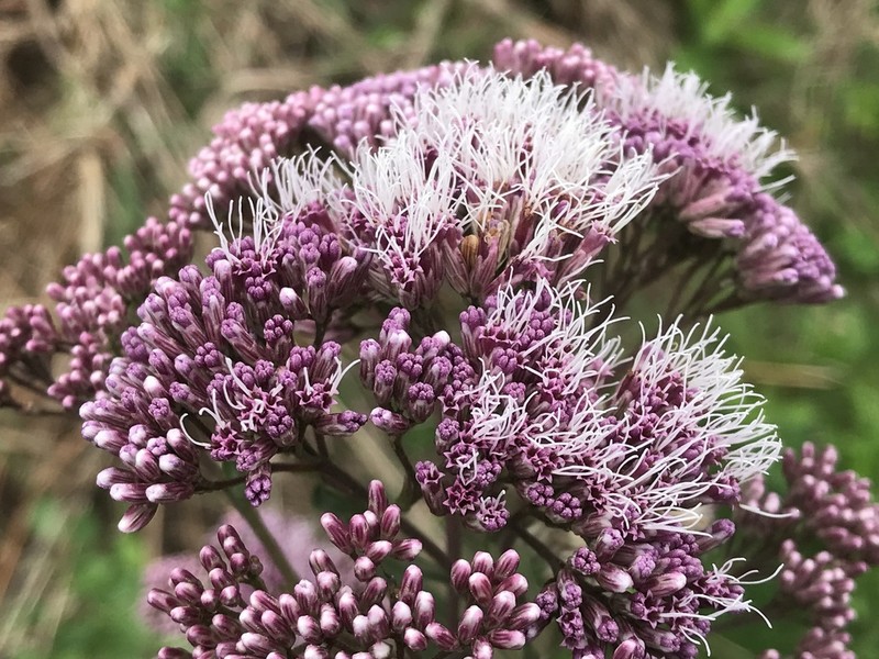 Campovassouria cruciata photo 8
