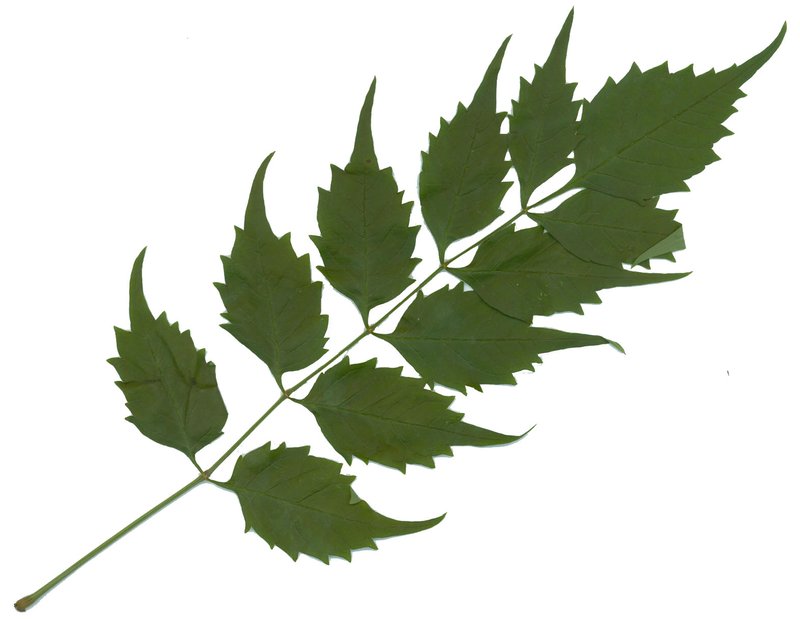 Trumpet Creeper photo 2