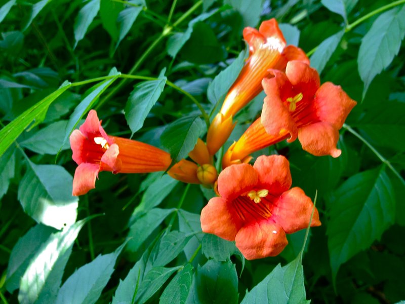 Trumpet Creeper
