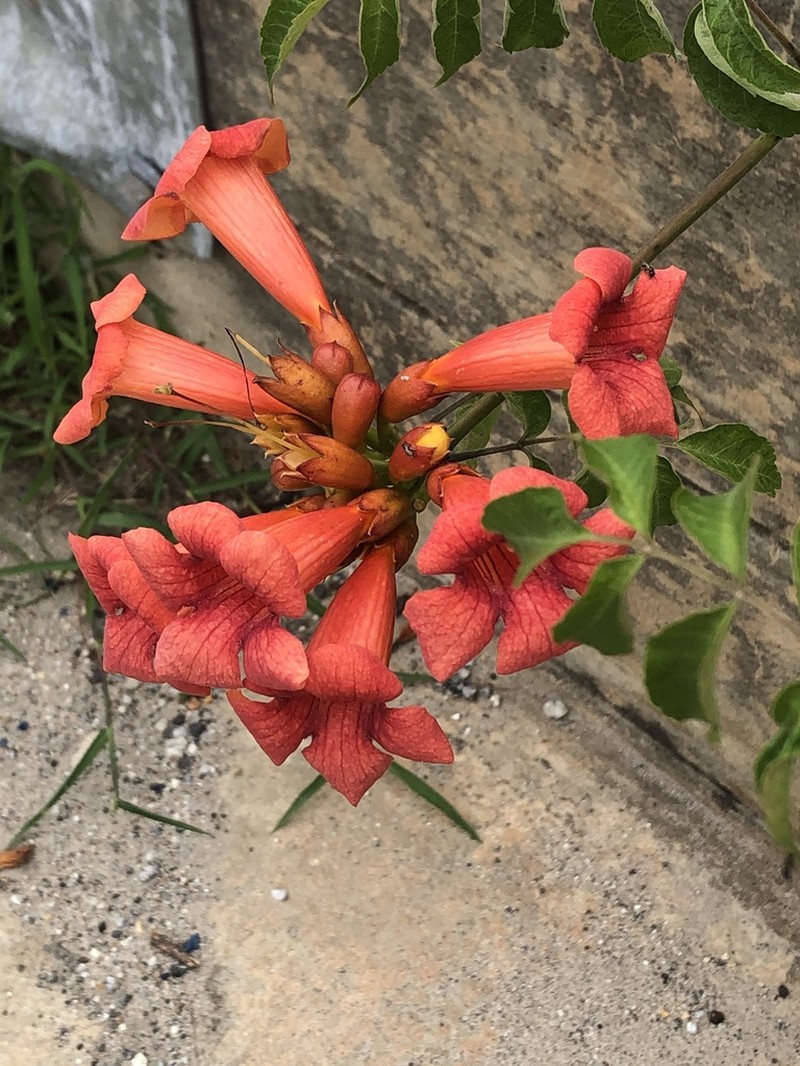 Trumpet Creeper photo 4
